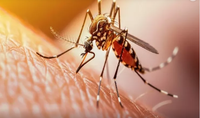 Mosquito-Borne Viruses Spread Across Europe: Italy, France and Spain Face Growing Risk