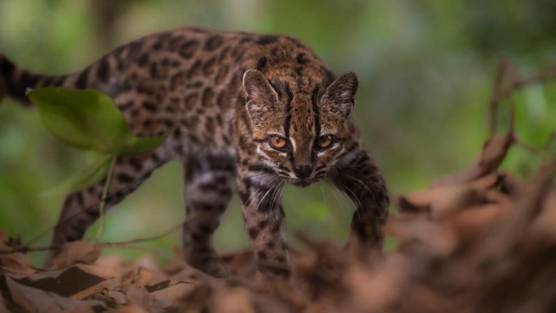 After More Than 100 Years: A New Wild Cat Species Has Been Discovered in South America