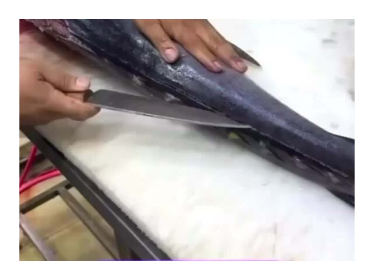 Balığın qarnından iPhone 18 çıxdı (Video)